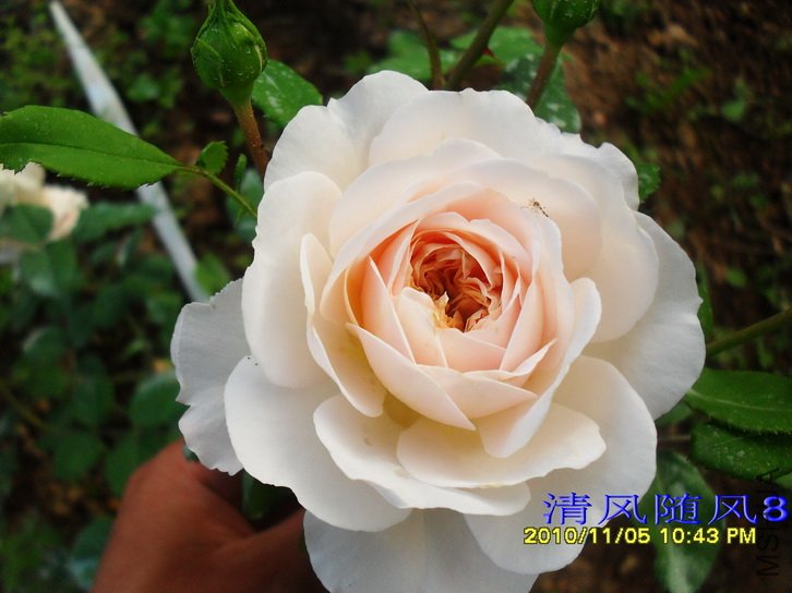 ����Ŧ�� (����Ŭ����Emanuel) (1).jpg