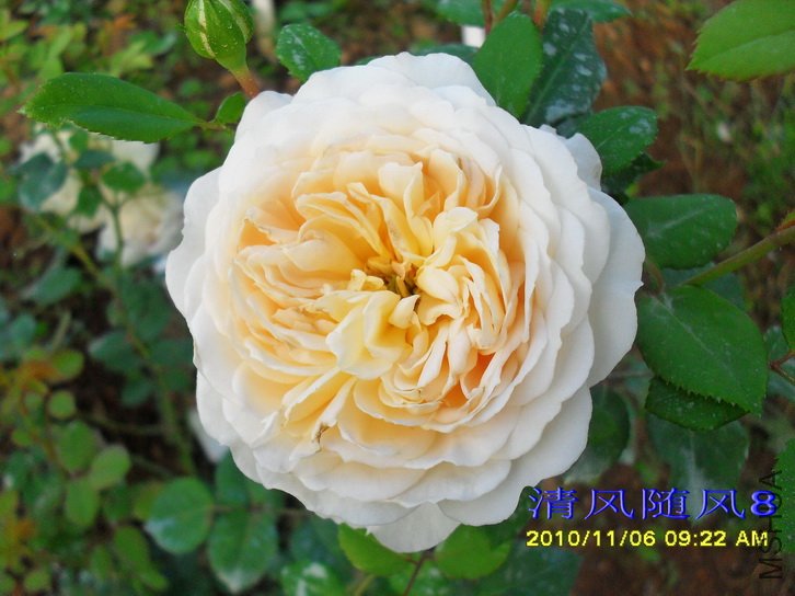 ����Ŧ�� (����Ŭ����Emanuel) (5).jpg