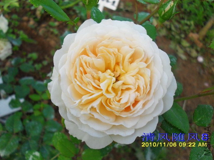 ����Ŧ�� (����Ŭ����Emanuel) (4).jpg