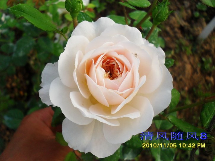 ����Ŧ�� (����Ŭ����Emanuel) (2).jpg