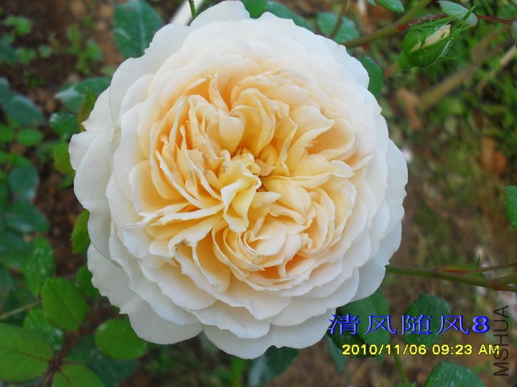 ����Ŧ�� (����Ŭ����Emanuel) (6).jpg