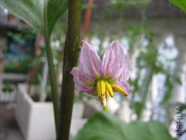 IMG_5156 (640x480).jpg