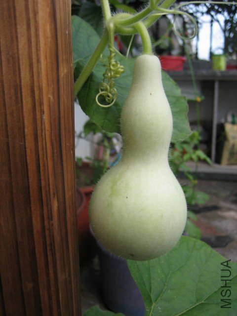 IMG_5155 (480x640).jpg