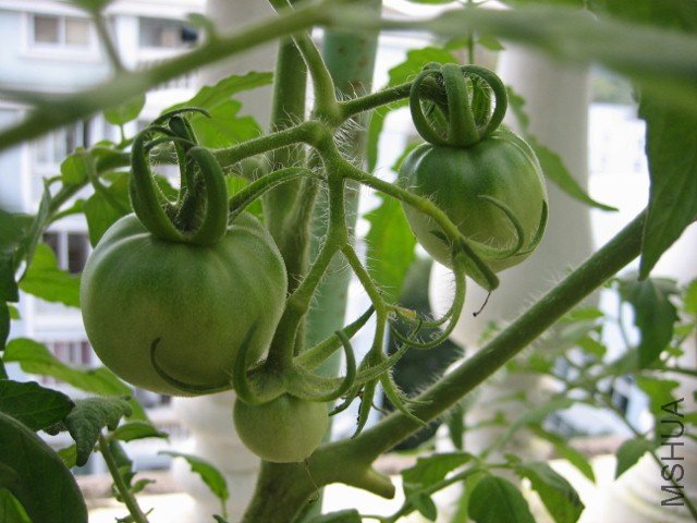 IMG_5157 (640x480).jpg