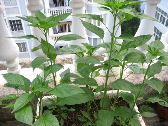 IMG_5165 (640x480).jpg