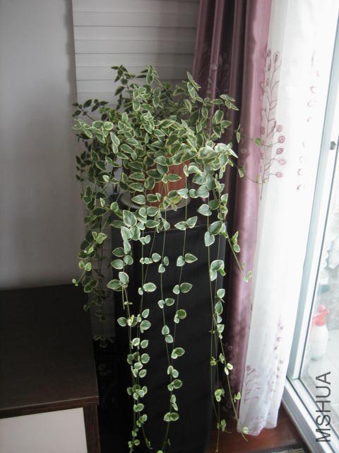 IMG_5170 (480x640).jpg