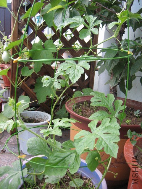 IMG_5163 (480x640).jpg