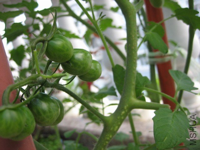 IMG_5162 (640x480).jpg