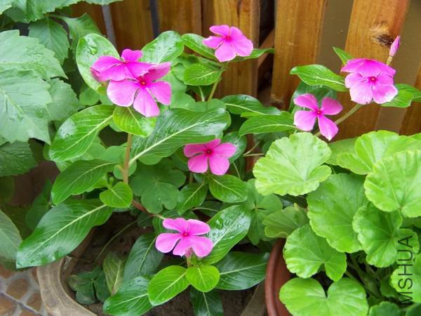 ������С 100_1160.JPG