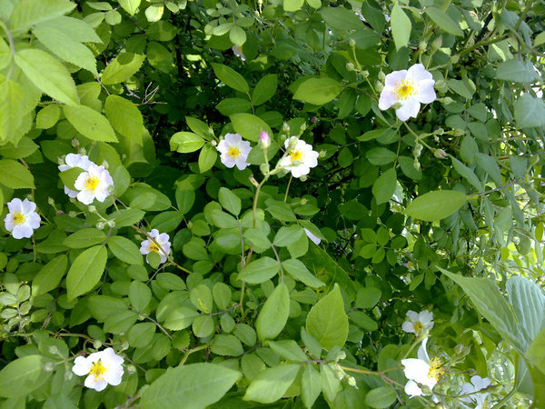 20090418882.jpg