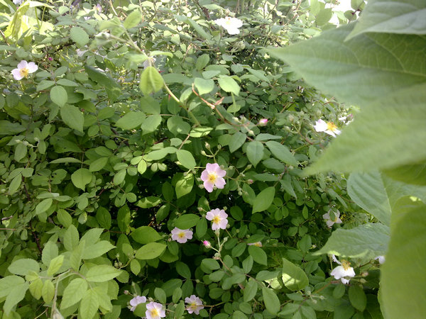 20090418881.jpg