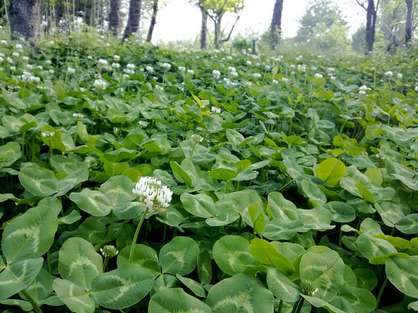 20090418912.jpg