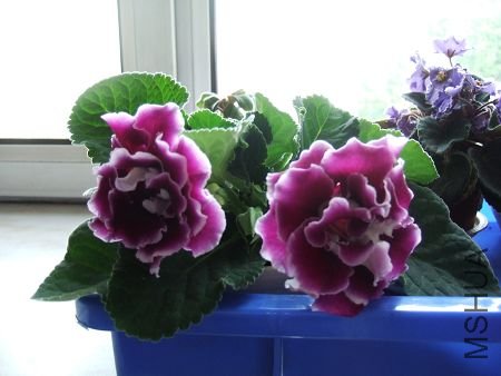 DSCF4000.JPG