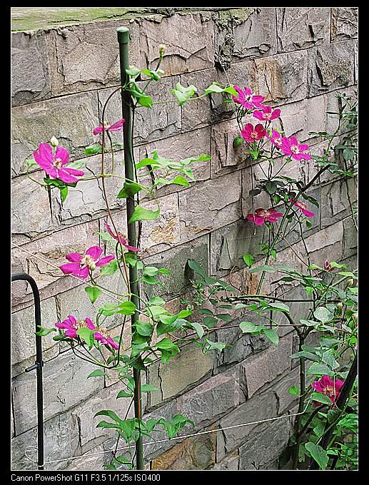 ���ǱȽ�ϲ������ɫ