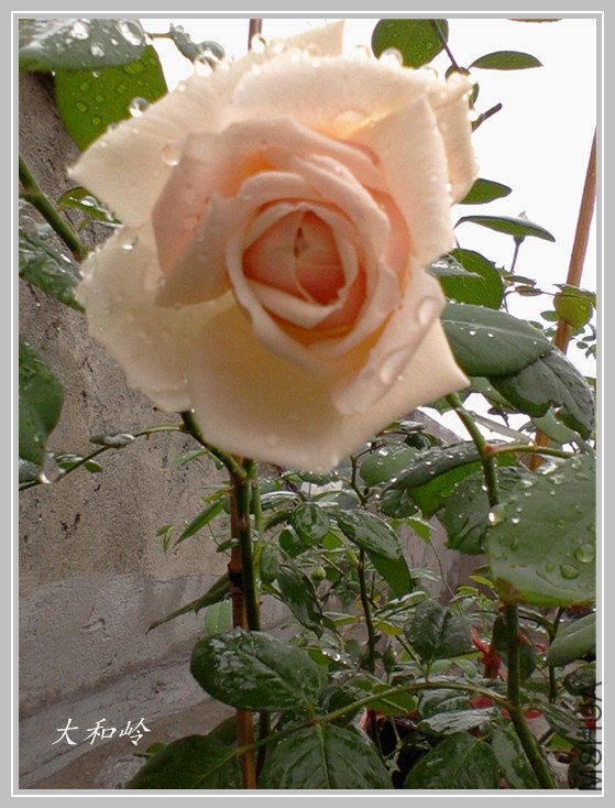 ��Ƭ-0473_����.jpg