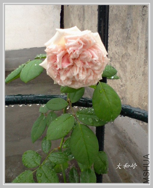 ��Ƭ-0524_����.jpg