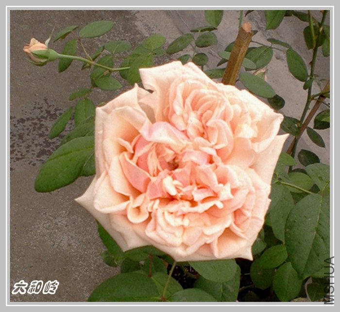 ��Ƭ-0464_����.jpg