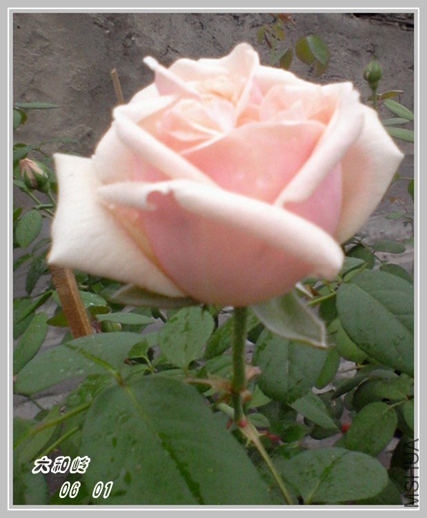 ��Ƭ-0461_����.jpg