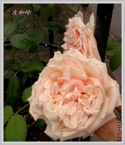 ��Ƭ-0530_����.jpg
