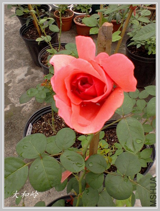 ��Ƭ-0569_����.jpg