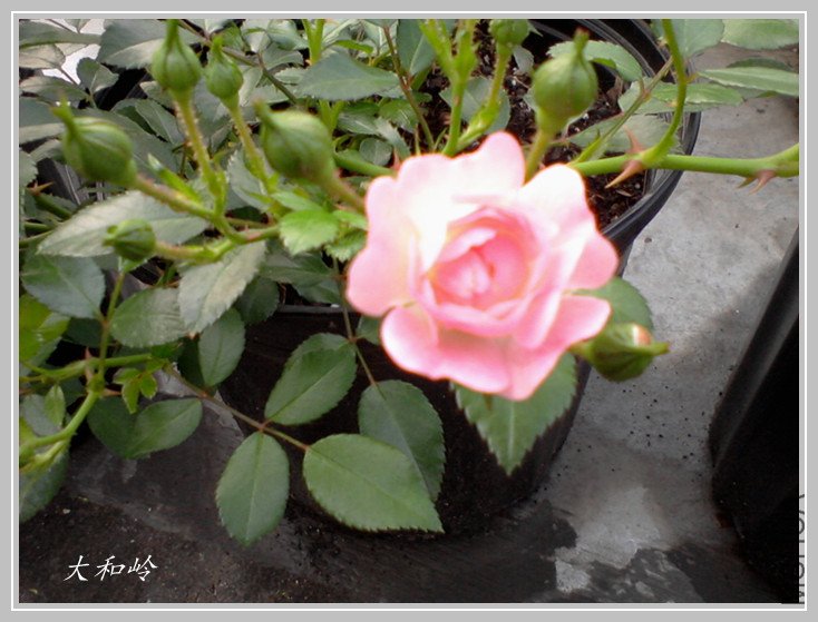 ��Ƭ-0506_����.jpg