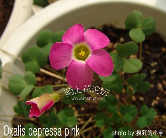 Oxalis depressa pink ��.jpg
