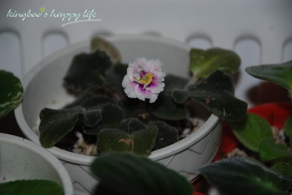 nEO_IMG_DSC_0265.jpg