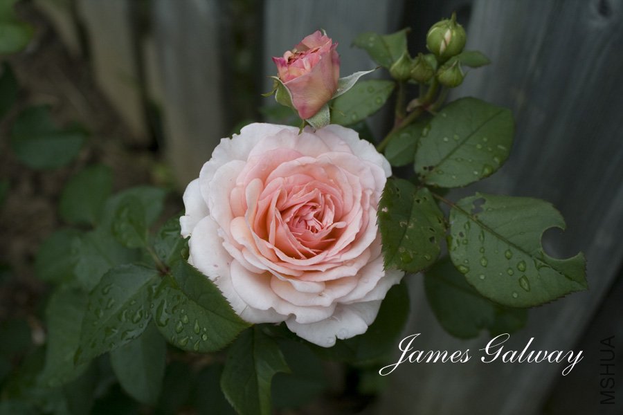 James Galway2.jpg