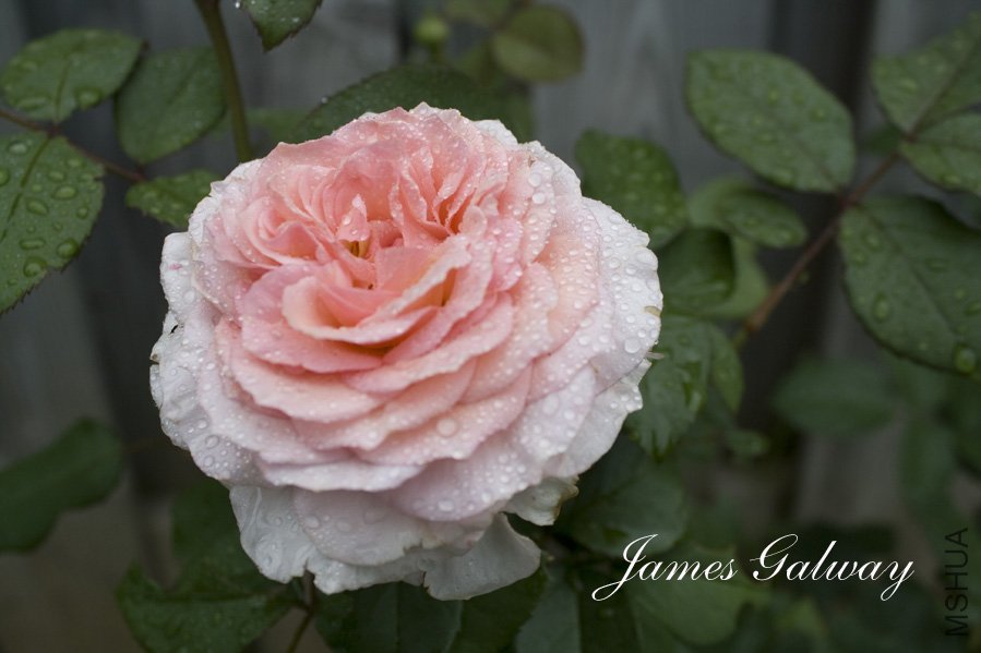 James Galway3.jpg