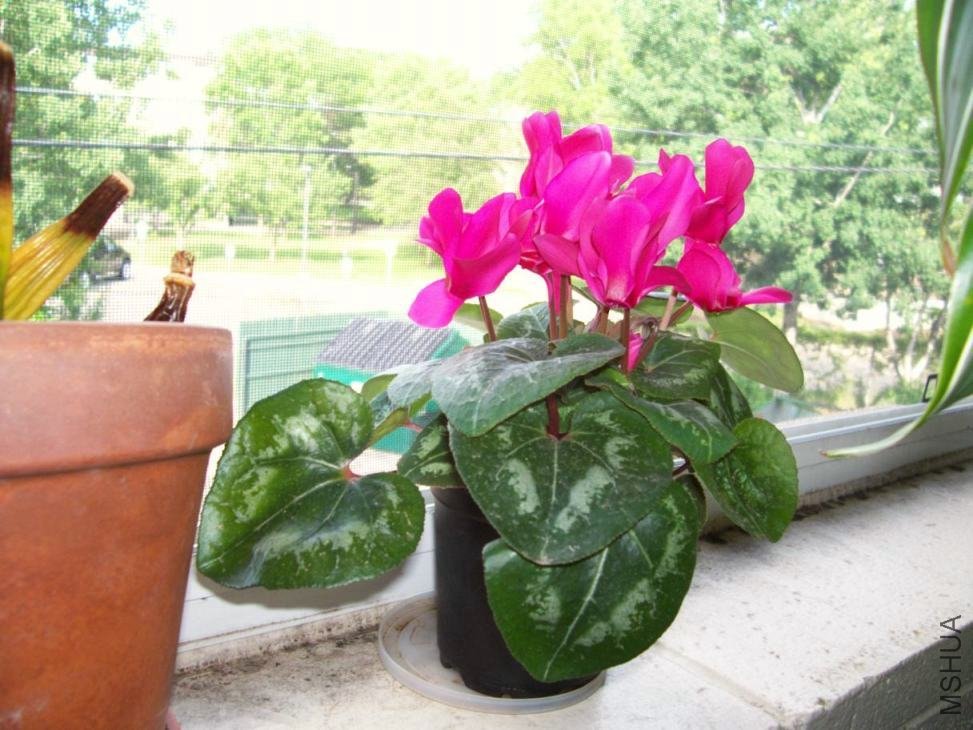 Plants 030.JPG