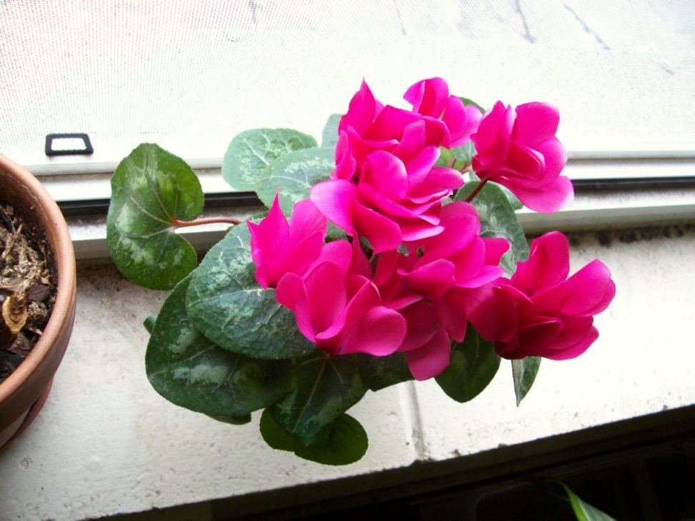 Plants 007.JPG
