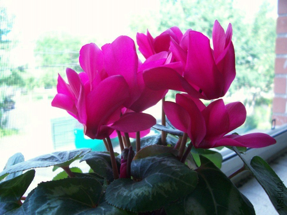 Plants 031.JPG