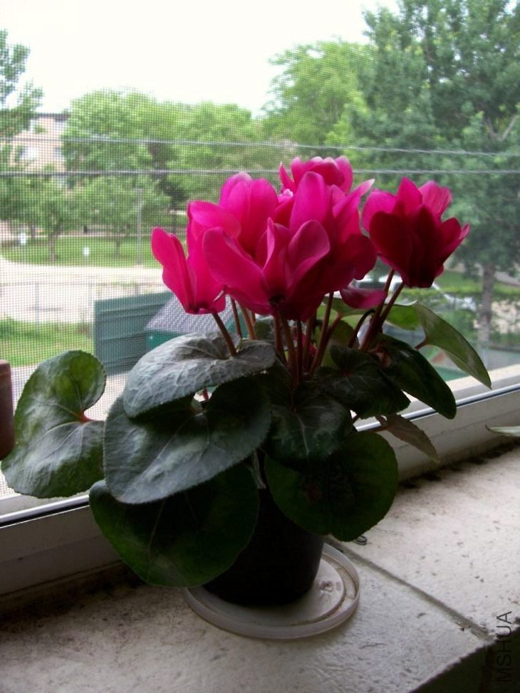Plants 004.JPG