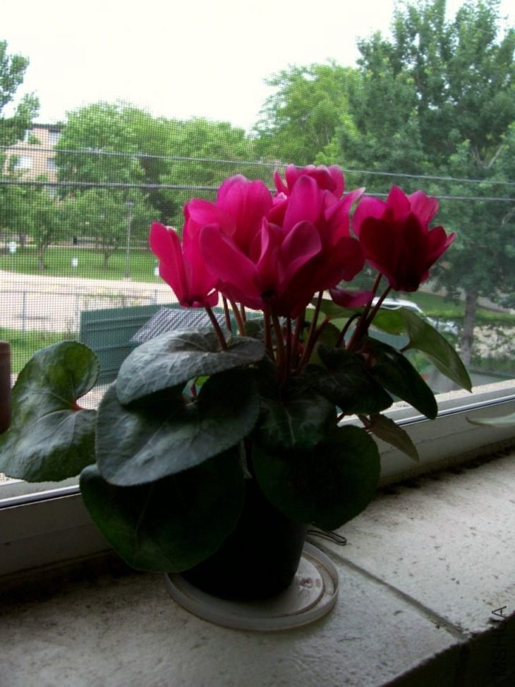 Plants 002.JPG