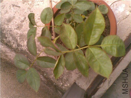 20110625(002)_����.jpg