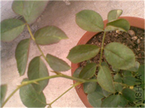 20110625(005)_����.jpg