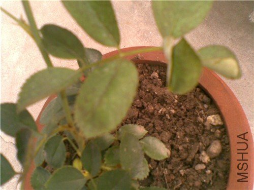 20110625(003)_����.jpg