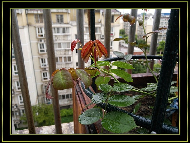 nEO_IMG_20110625208.jpg