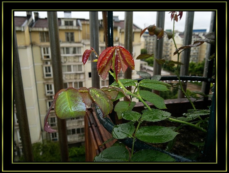 nEO_IMG_20110625212.jpg