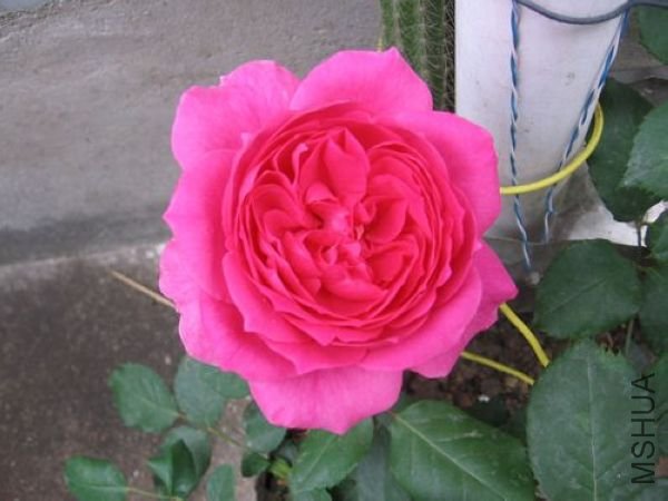 ��Ƭ 016.jpg