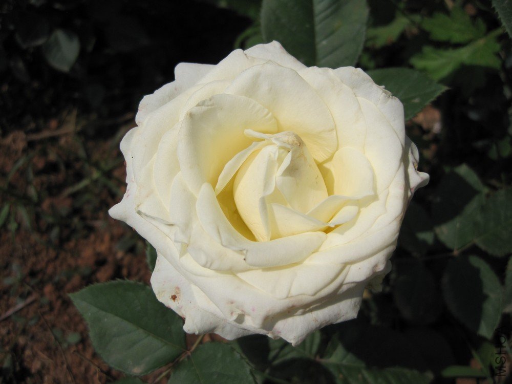 IMG_1294.jpg