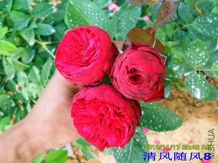 ���� (Piano &reg; TAN01360) (5).jpg