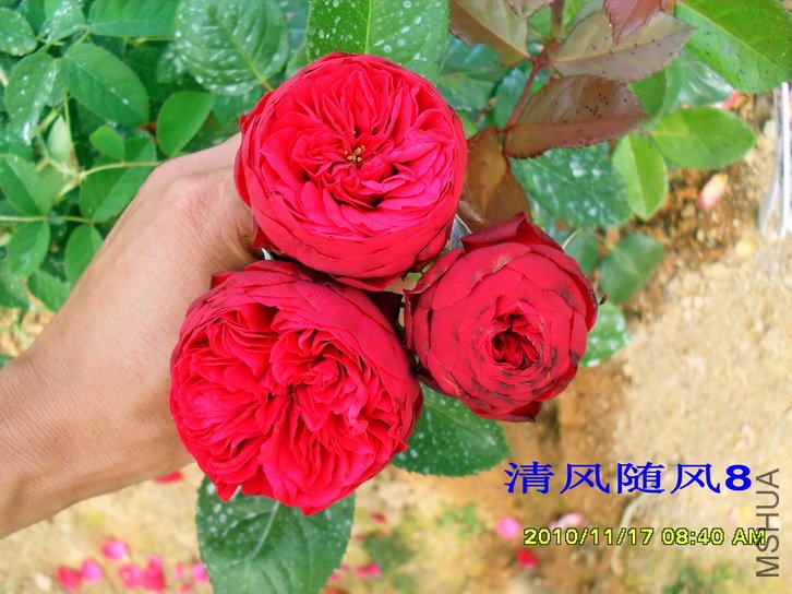 ���� (Piano &reg; TAN01360) (1).jpg