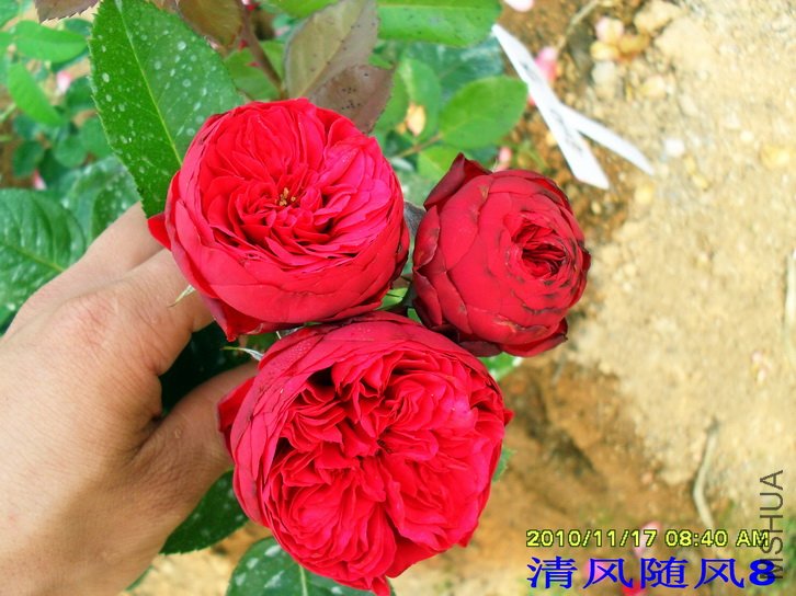 ���� (Piano &reg; TAN01360) (4).jpg