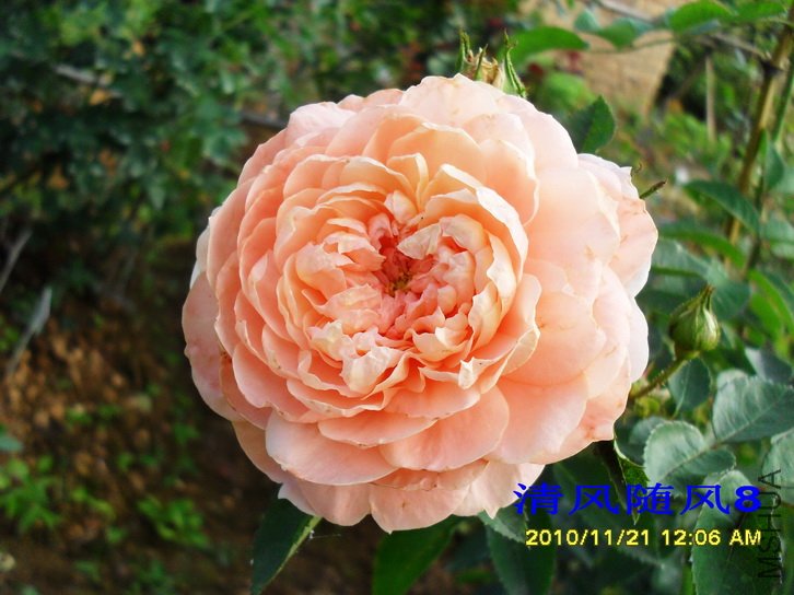 ������ (Colette) (3).jpg