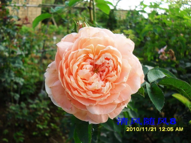 ������ (Colette) (5).jpg