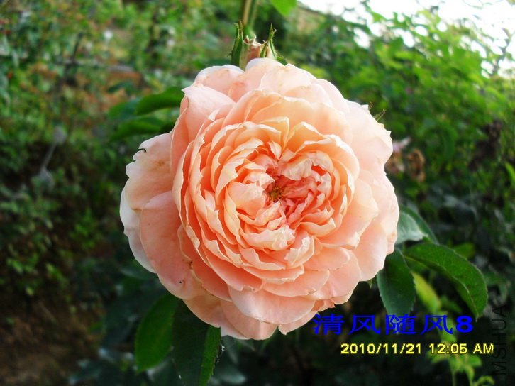 ������ (Colette) (4).jpg