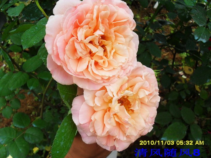 ���� (Papi) (4).jpg