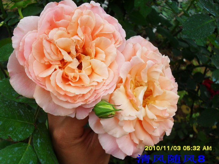 ���� (Papi) (3).jpg