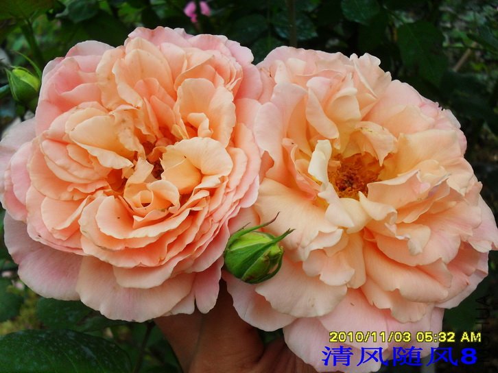 ���� (Papi) (2).jpg